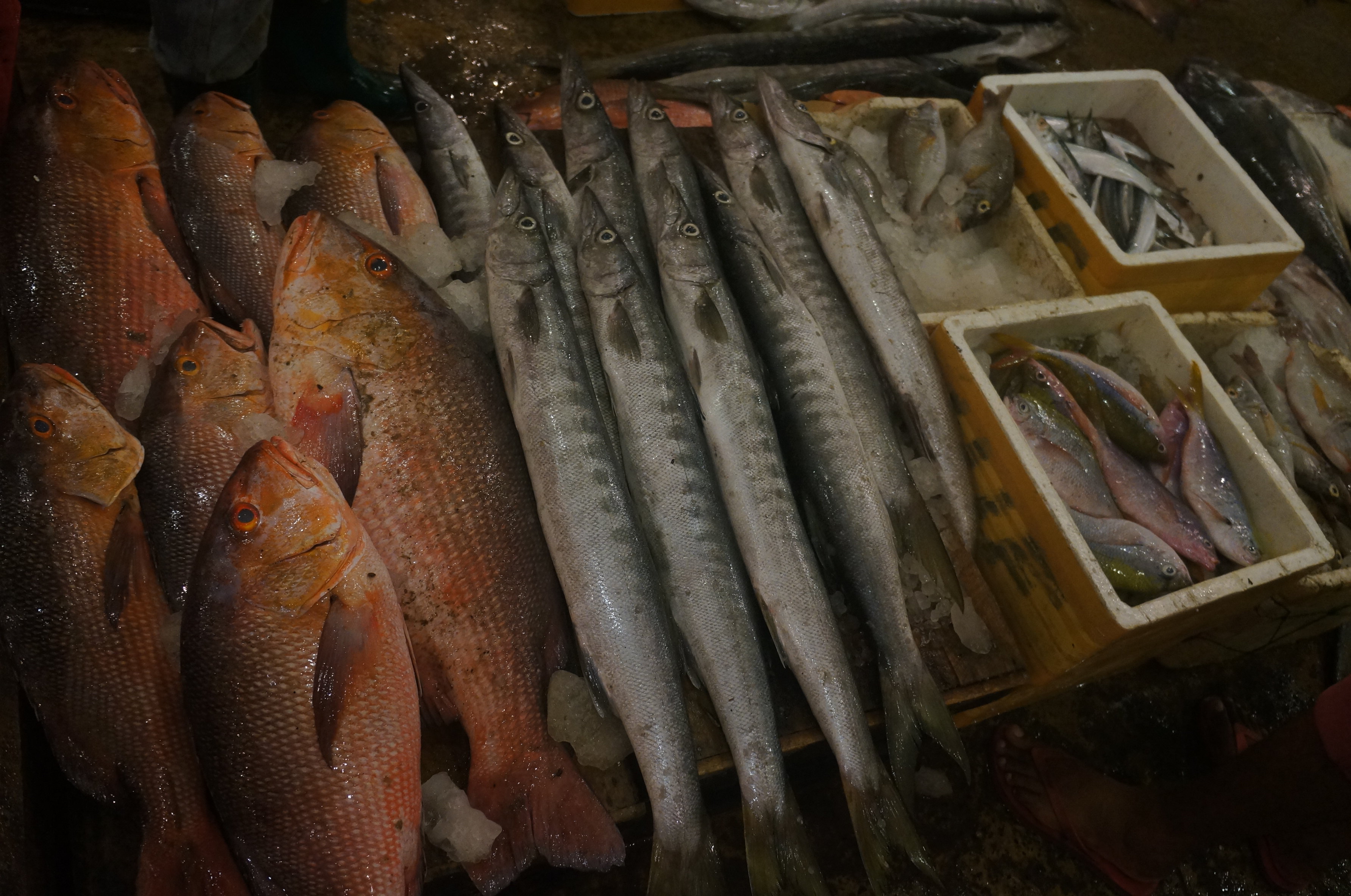 尼甘布外围鱼市场