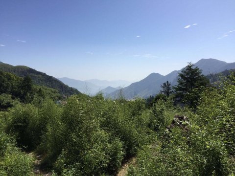 浙江安吉一一一老树林度假村