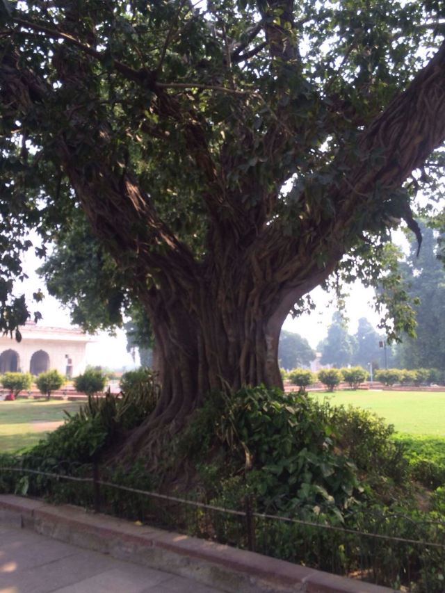 印度金刚座菩提树图片图片
