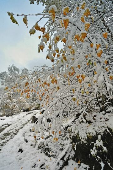 一叶知秋,当树叶随风飘落的时候,我看到了秋的影子,也闻到了秋的味道.