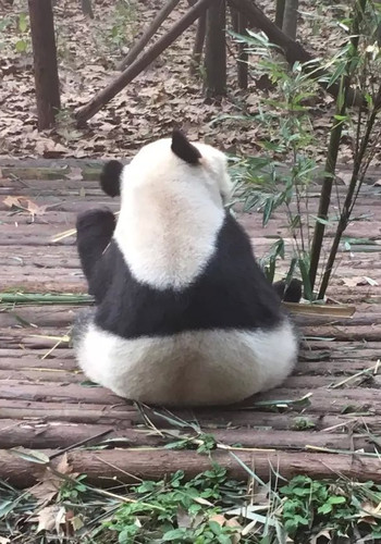 重庆、成都三日游