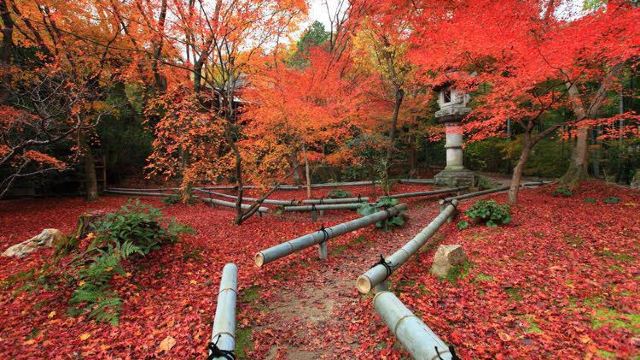 直指庵门票,京都直指庵攻略/地址/图片/门票价格【携程攻略】