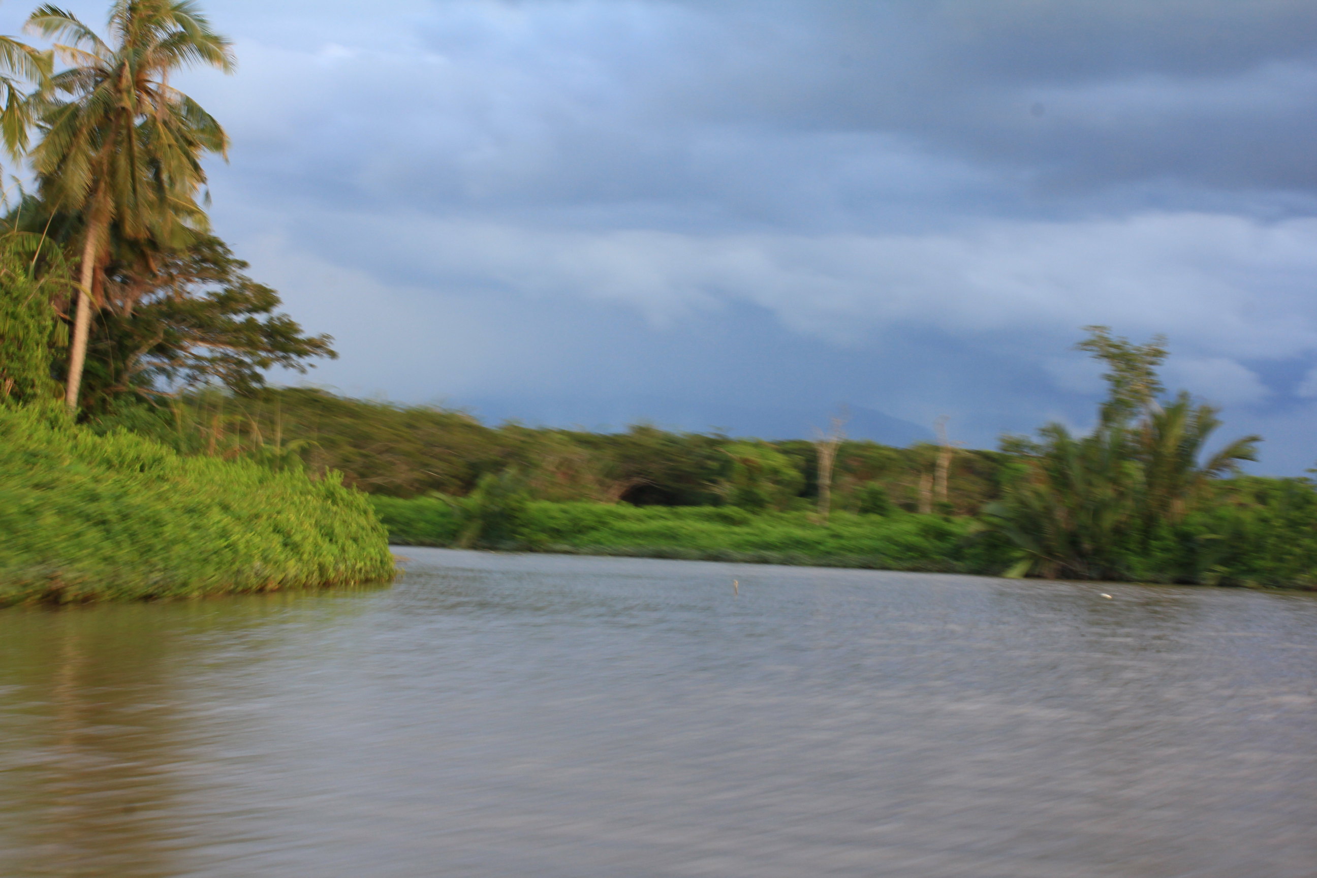 马来西亚亚庇红树林