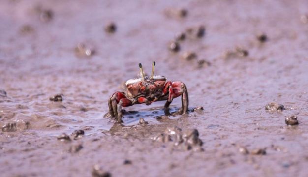 小时候抓过的红旗蟹