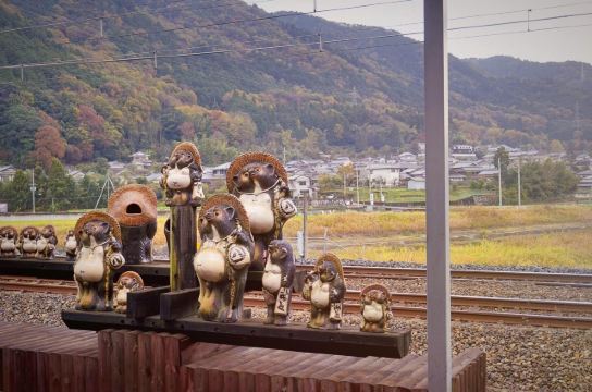 等车进站的工夫,铁轨对面的狸猫全家福