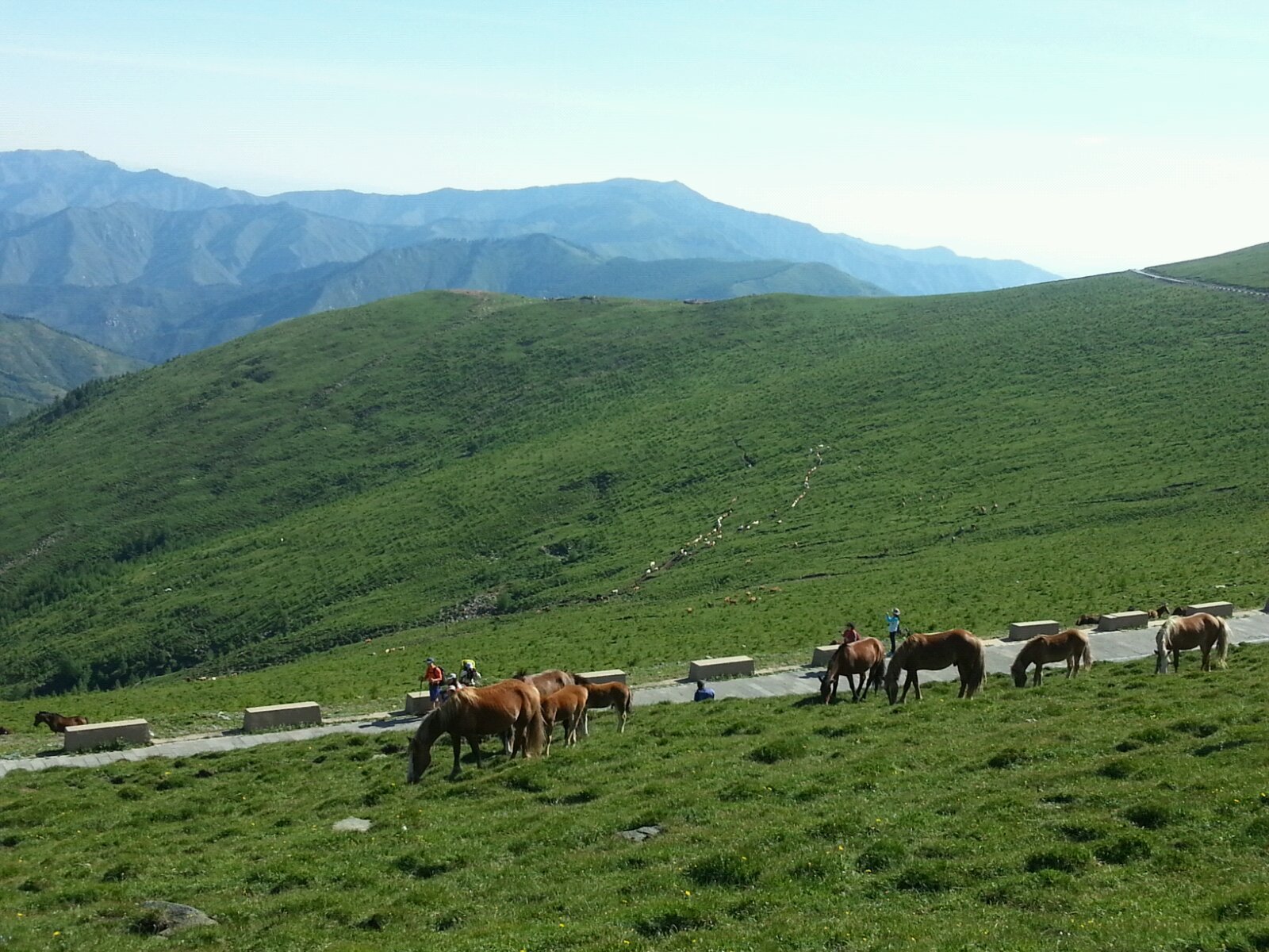 那些馬兒 五臺山北臺