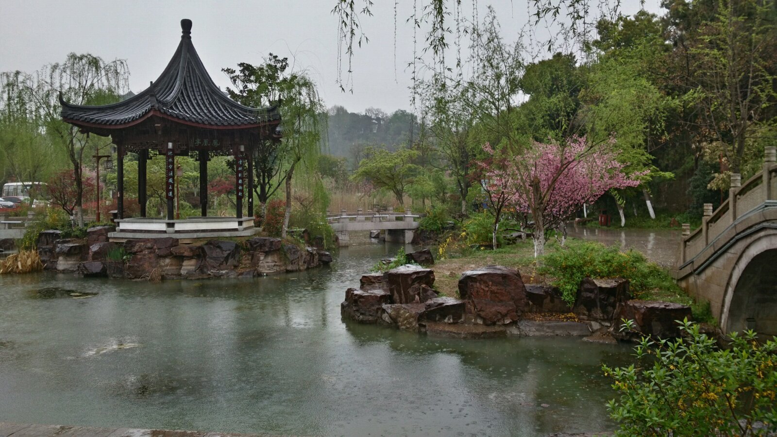 凤凰池,凤凰亭.雨滴坠落,水面波澜.一株盛开的樱花树,带来了光彩.