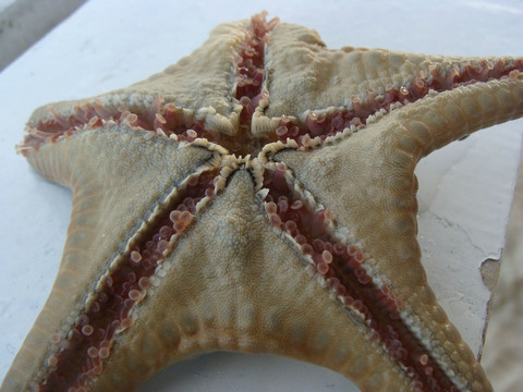                  海星背面的触手