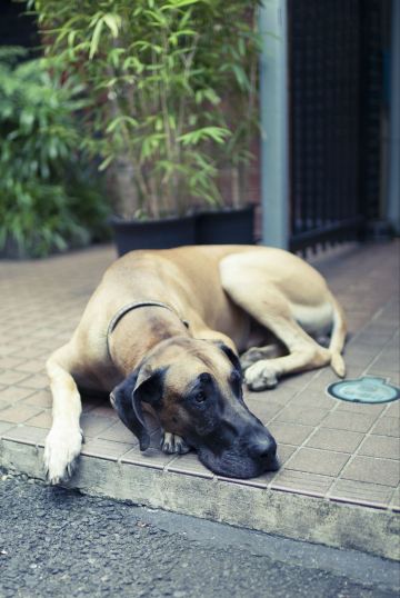 来东京前拜读过荒木经惟,森山大道等日本摄影名师的大作,扫街也成为