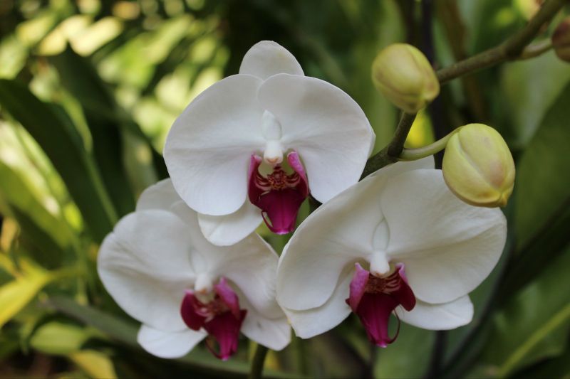 人工培育的各种蝴蝶兰 西双版纳热带雨林国家公园望天树景区