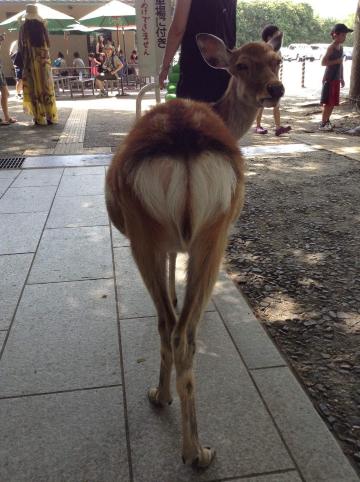 11区 走马观花也难忘