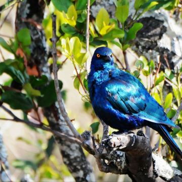 走出非洲 走不出的梦想(中)第6-10天(2)