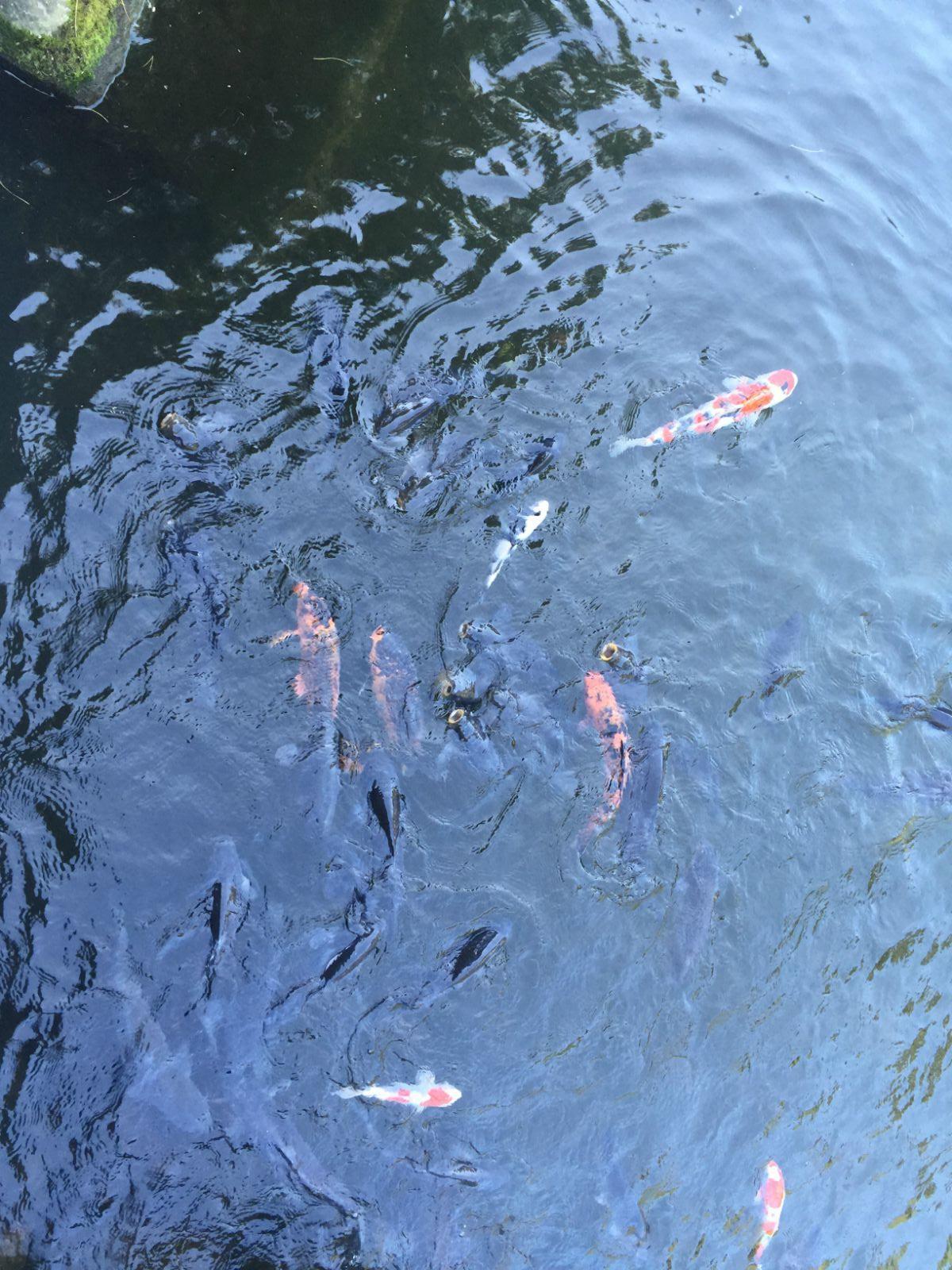 小池塘里清澈的水与鱼 仙岩园