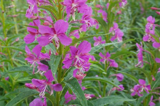 四瓣花瓣,有人说这是蝴蝶花 喀纳斯