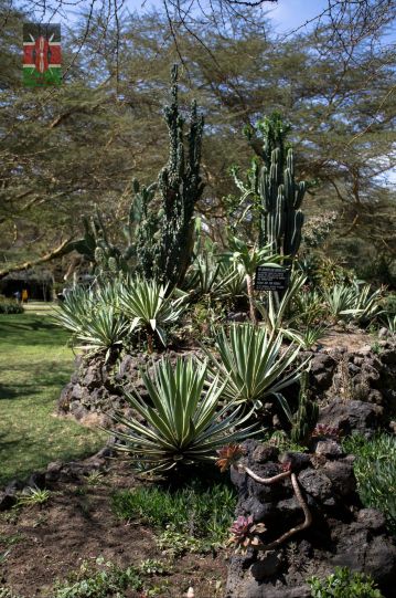 非洲· kenya · 自然游猎之旅 day1-3(1)