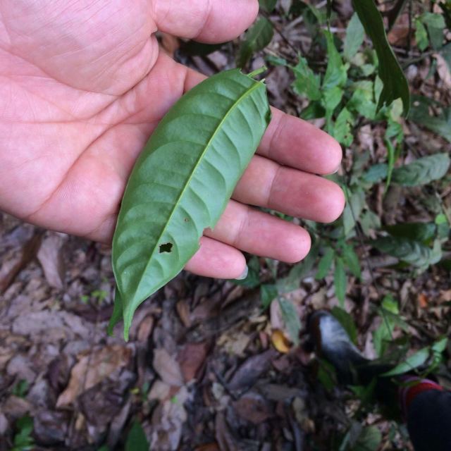 2015 - 08 沙巴海岛 - 山打根丛林