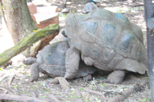 世界顶级十大海岛旅游之一-----桑给巴尔岛,坦桑尼亚
