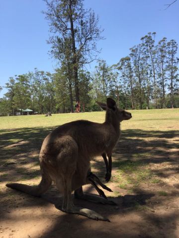 一牛行摄-澳洲第一站布里斯班