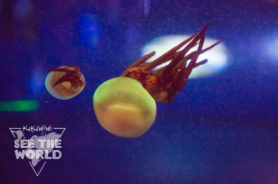 安朵仙水母,喜欢倒吊式漂浮的水母,透明成白色,分布于太平洋海域的