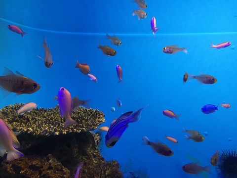 鹿儿岛水族馆