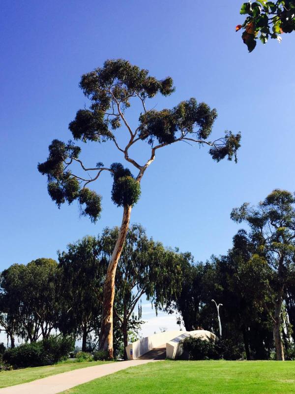 百年高龄的无花果树 波尔巴公园