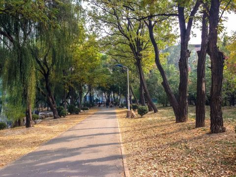 校园的小路 天津大学