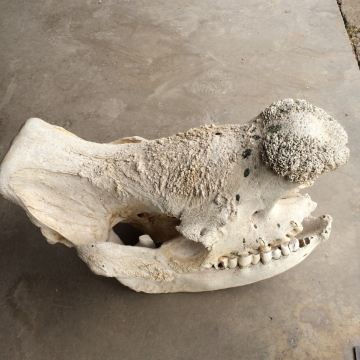 参观大象和犀牛等动物的头骨和腿骨,各种羚羊角,长颈鹿脊椎等骨骼