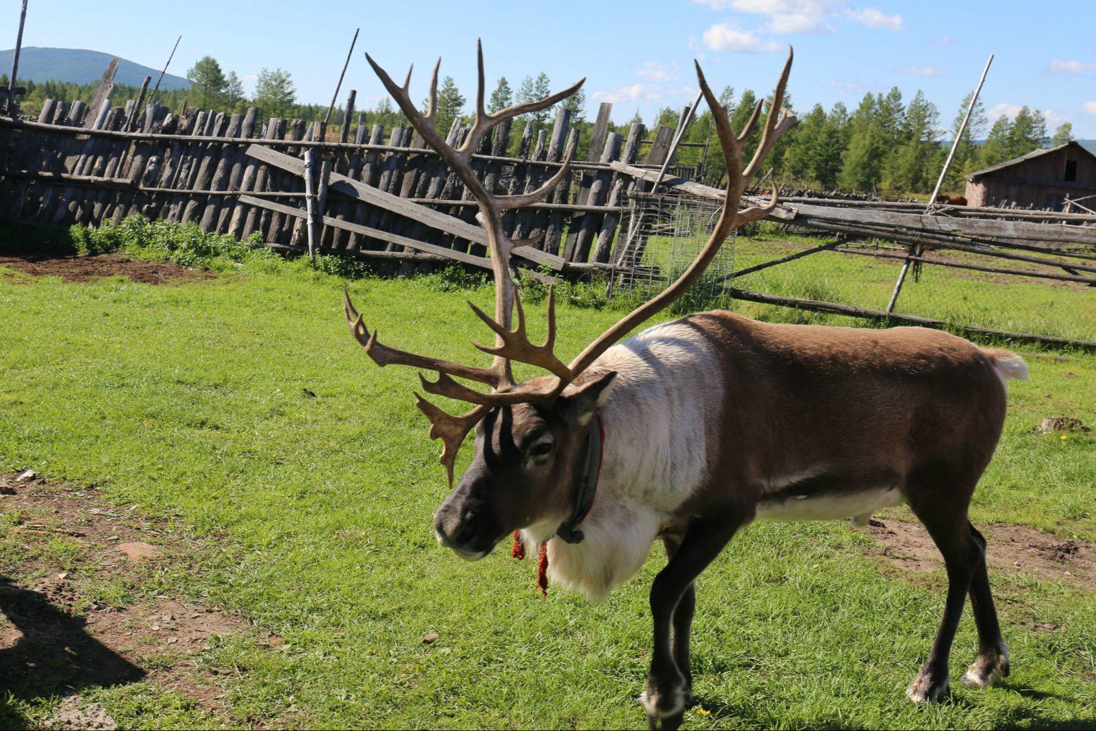 "佛"光下的呼伦贝尔