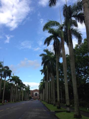 椰林大道,正前方书图书馆 国立台湾大学