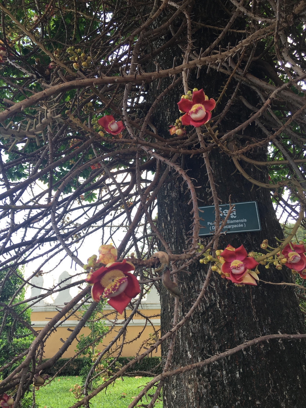 忘忧树,传释迦牟尼诞生于此树之下;忘忧花,庇佑平安之花,见者无忧哦.