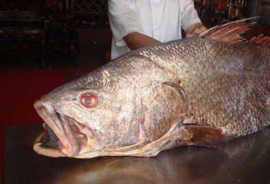 黄唇鱼身价上百万长1米69 水中巨怪大得吓人