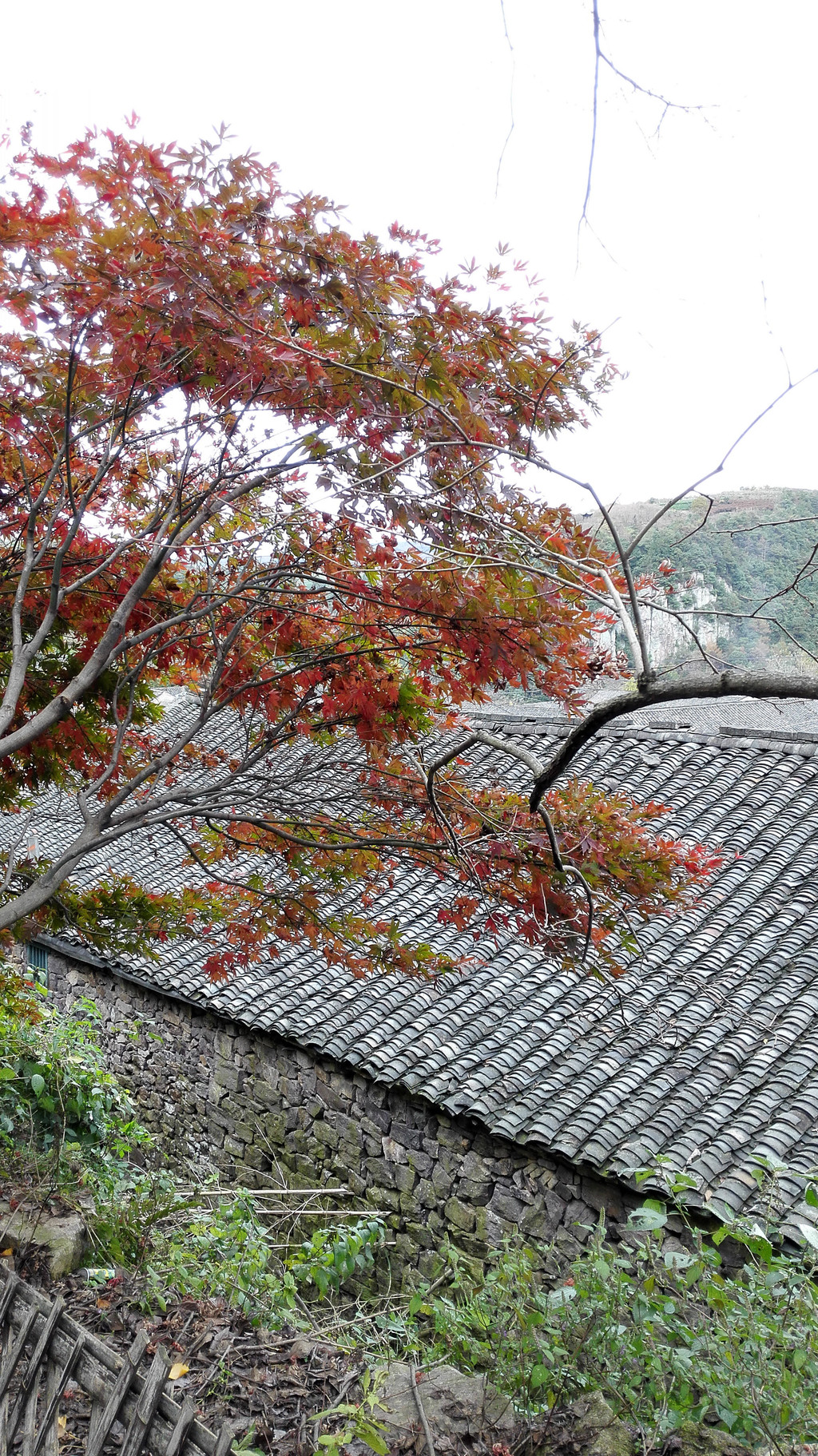 雨后芝林若仙境