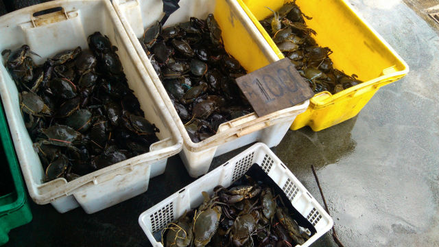 螃蟹10块钱一斤! 亚庇海鲜市场