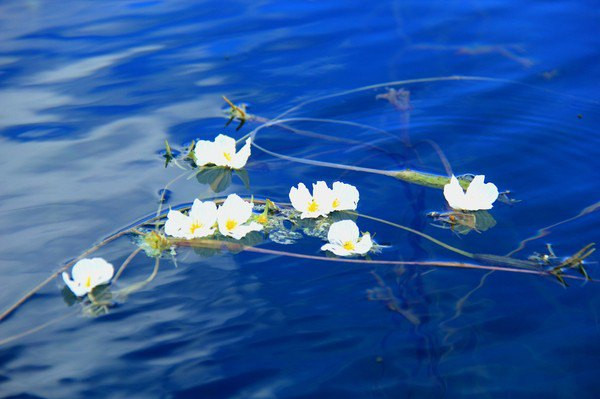 瀘沽湖 水性楊花