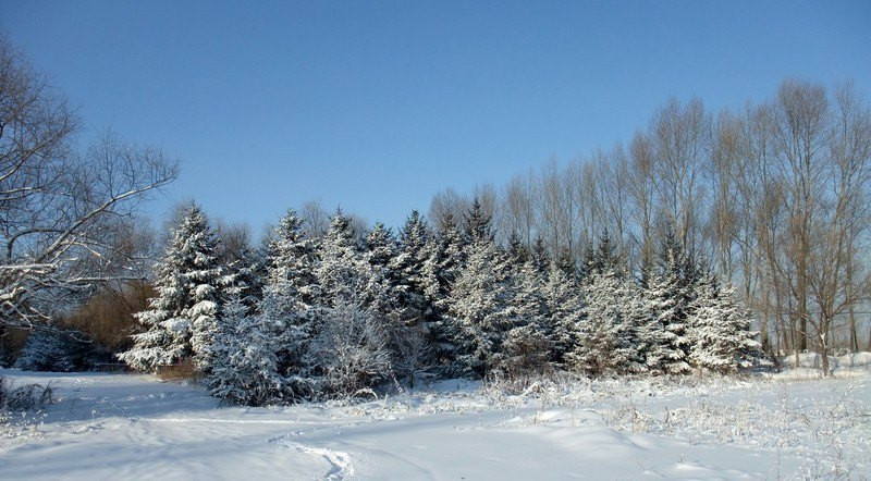 黑龍江八五五農場公園雪景