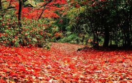 神户神户市立森林植物园天气预报,历史气温,旅