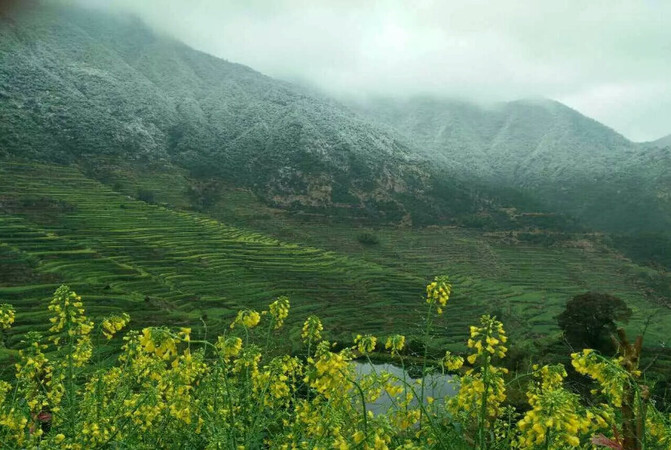 当雪花遇上油菜花-2016年3月春天,婺源又下雪