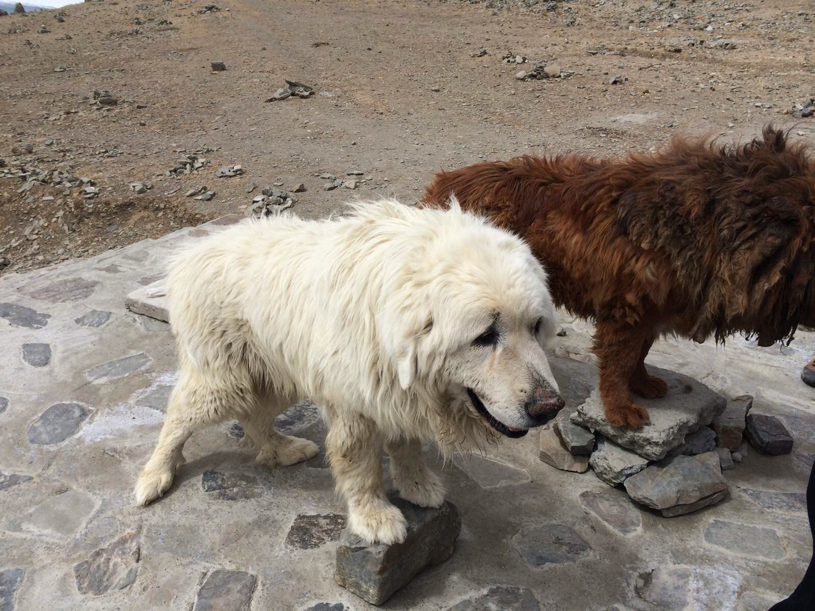 白色的藏獒真的是很少见到.