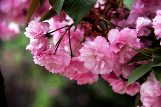 青岛#心动春之旅#双樱绽放