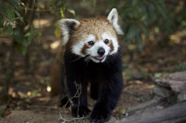 睡了小熊猫,我想问陶渊明的田园生活是否已经