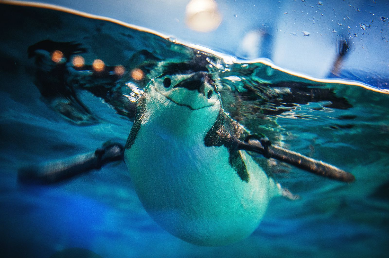 企鹅超可爱 国立海洋生物博物馆