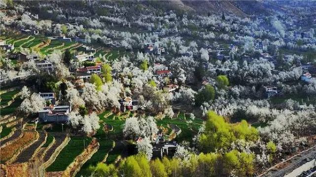 金川的沙耳乡,是一个秀美的藏寨,寨子道路两旁,盛开的梨花自然搭成一