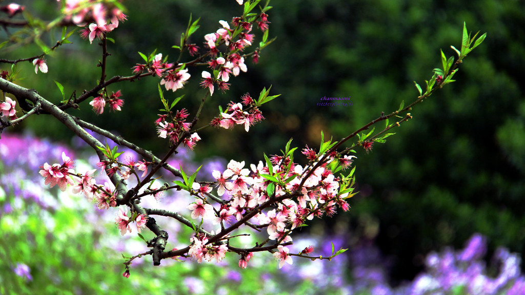 青島四月是亂花飛舞.色色的~.