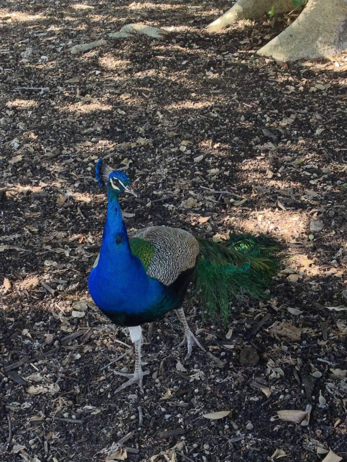 洛杉磯州縣共立植物園/孔雀園