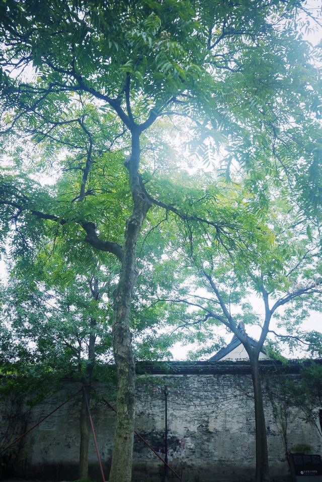 "从百草园到三味书屋,碧绿的菜畦,光滑的石井栏,高大的皂荚树,无限