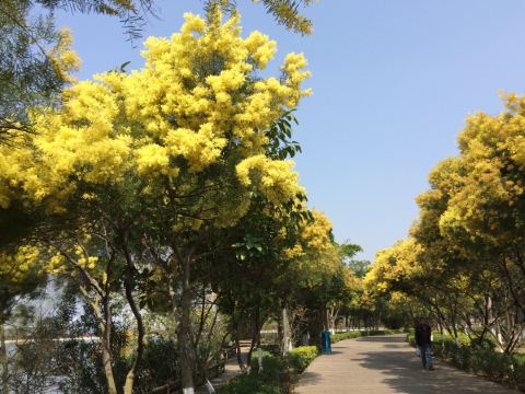 五缘湾木栈道 油菜花-菊-虞美人-相思树 摄于3月1日