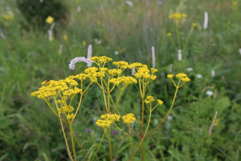 满山遍野的山花 百花山自然保护区