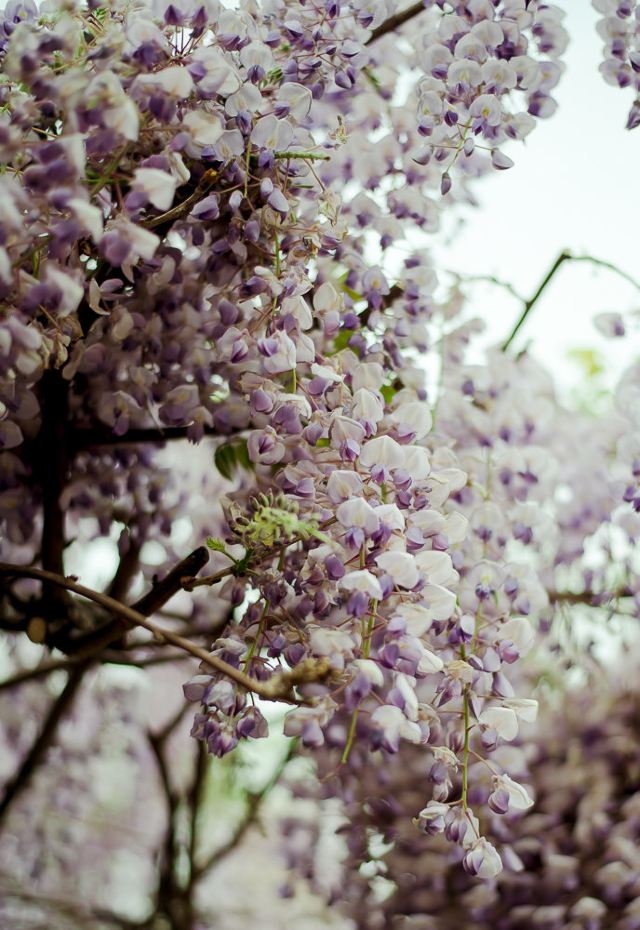 紫藤花,朋友很喜欢