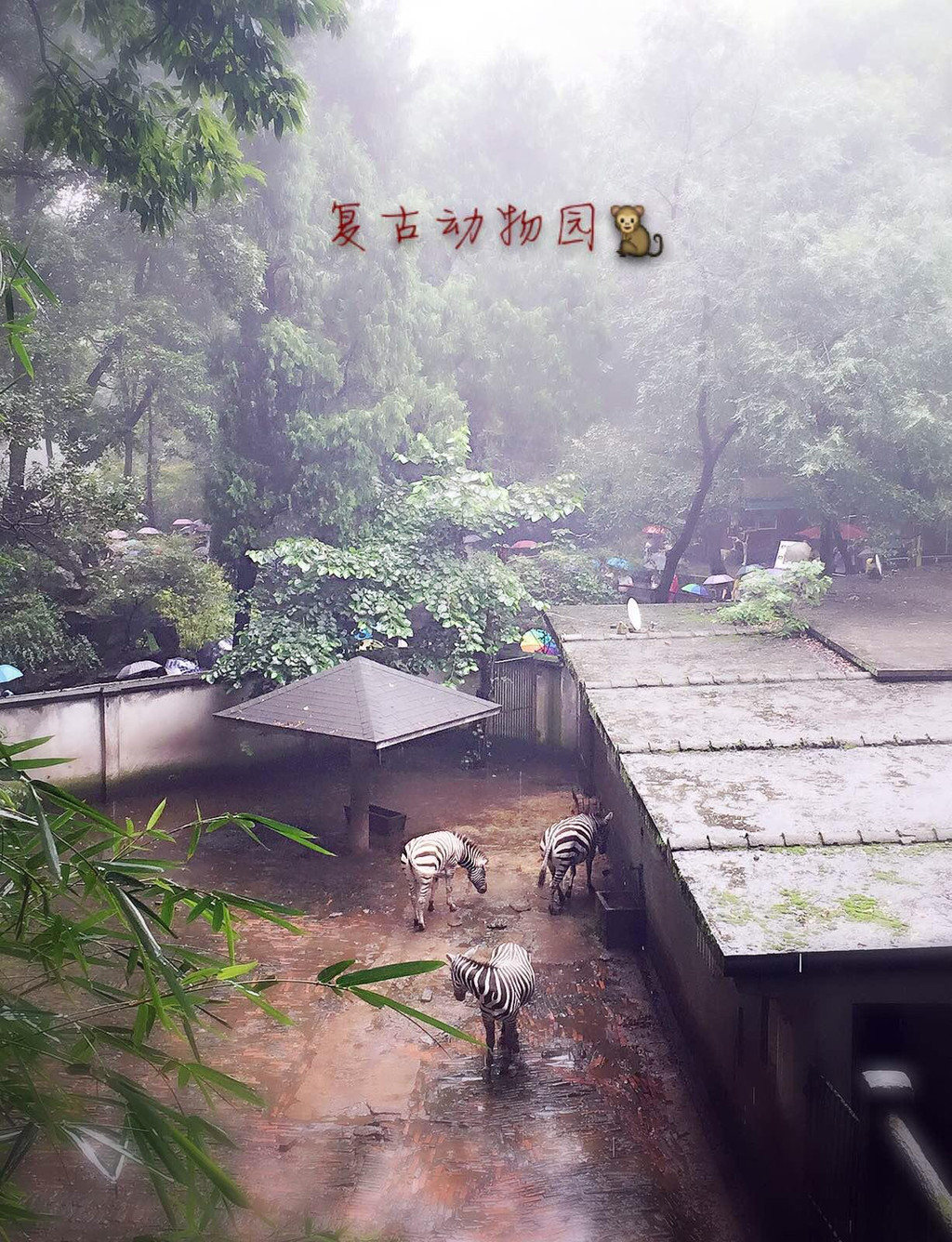 下雨的復古動物園