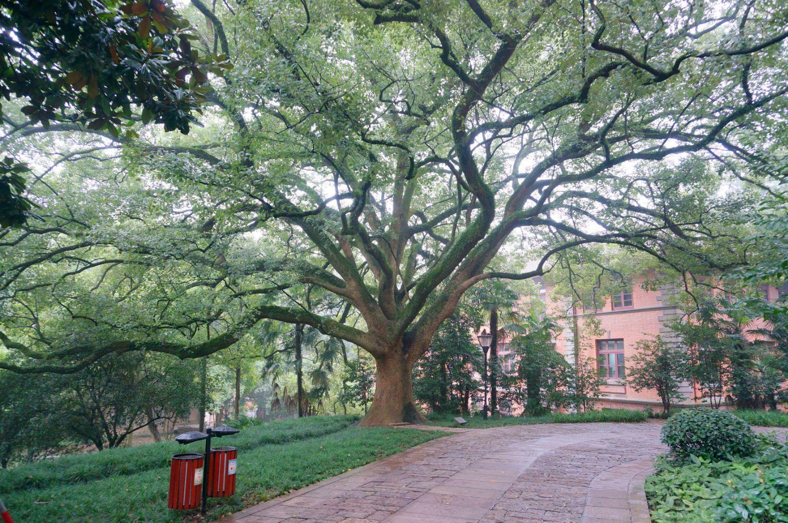 校园常见树木图片